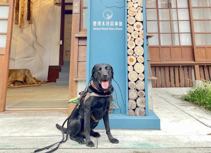 251103 導盲犬 黑黑