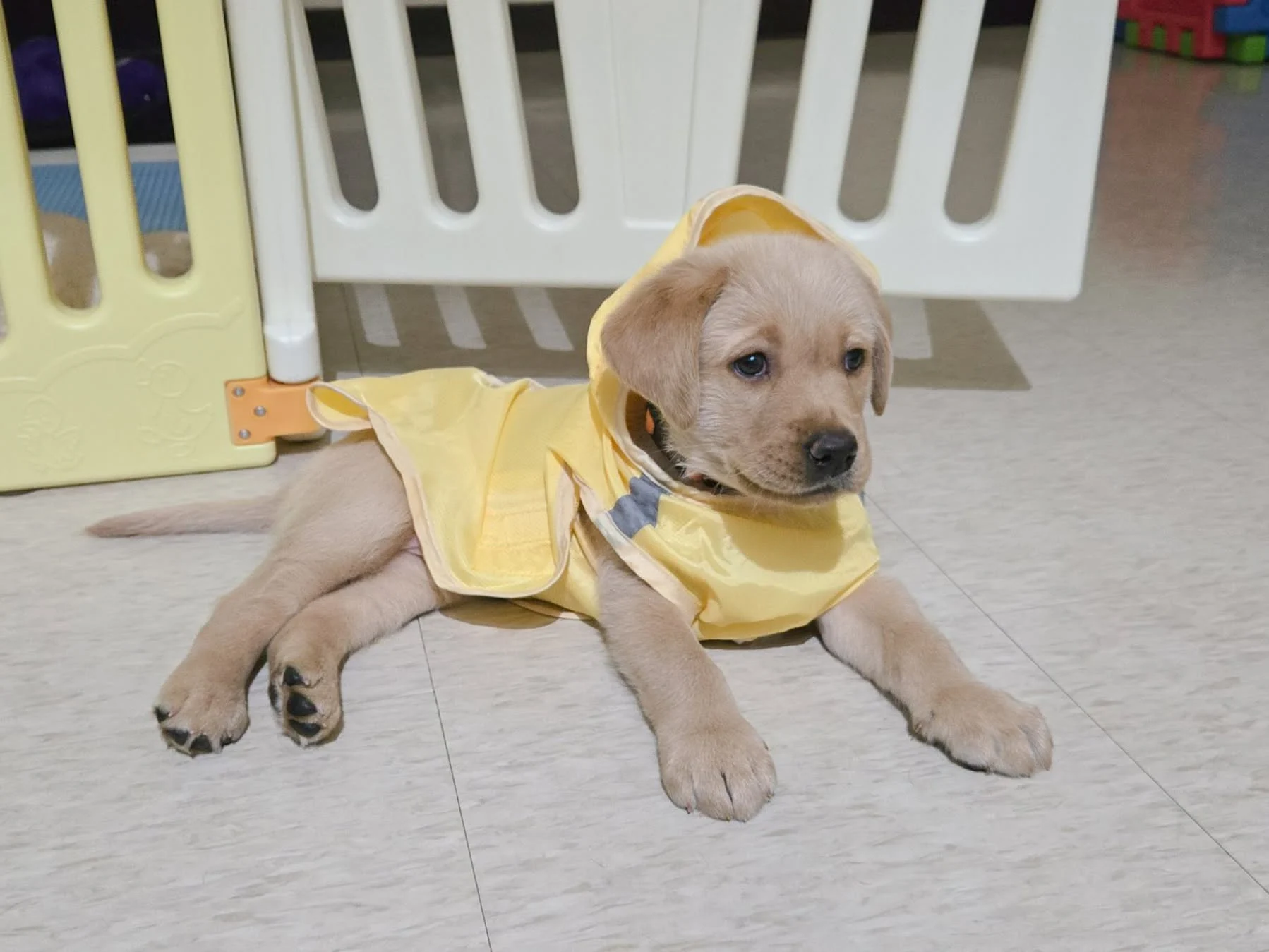 導盲幼犬在出生約 2 個月後，就必須進入適合的家庭中，進行為期 1 年的社會化訓練。圖／惠光導盲犬學校fb 粉專